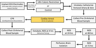 Overnight Caloric Restriction Prior to Cardiac Arrest and Resuscitation Leads to Improved Survival and Neurological Outcome in a Rodent Model